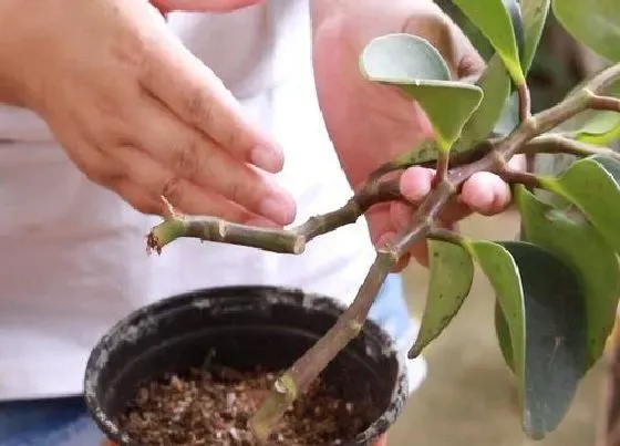 植物繁殖|豆瓣绿扦插繁殖方法和注意事项