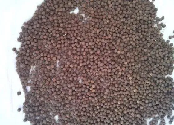 功效常识|梧桐子的功效与作用及食用方法
