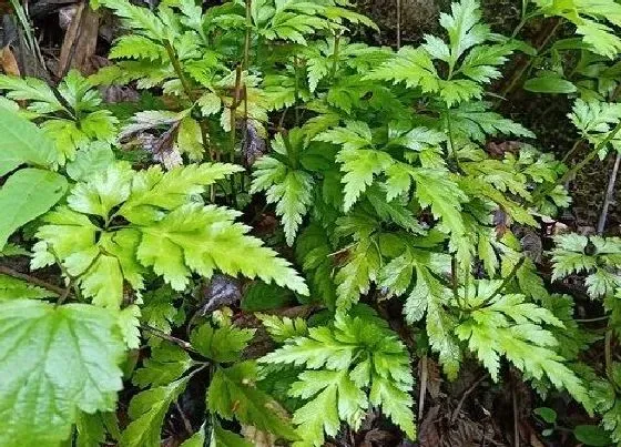 植物种类|黄连是双子叶植物吗