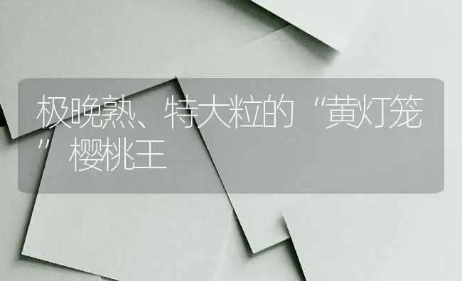 极晚熟、特大粒的“黄灯笼”樱桃王 | 瓜果种植