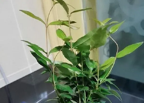 植物浇水|飘香藤浇水的正确方法