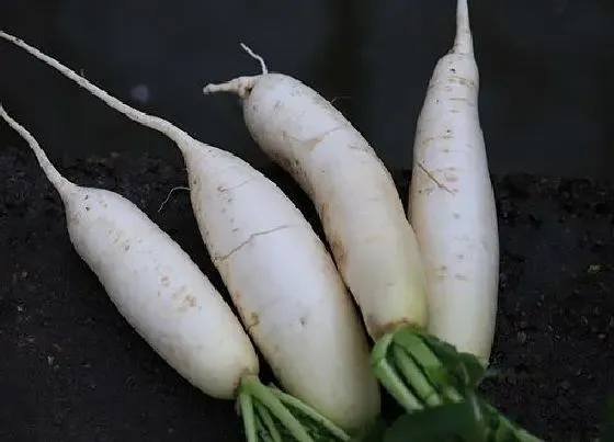 食用常识|白萝卜含糖量高吗