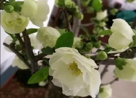 植物百科|海棠花是什么样子的