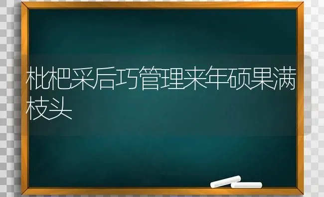 枇杷采后巧管理来年硕果满枝头 | 瓜果种植