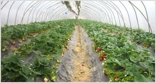 冬季大棚草莓管理措施有哪些？草莓种植技术介绍 | 农业技术