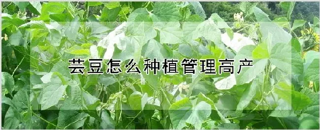 芸豆怎么种植管理高产 | 养殖技术