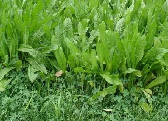 植物百科|菊苣在农村叫什么