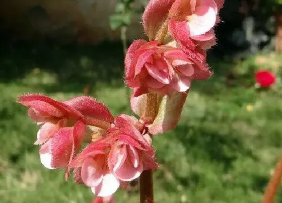 植物百科|海棠是什么植物