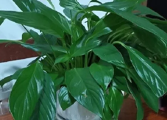 绿植|庭院阴面适合种什么植物 适合背阴地方栽种的植物