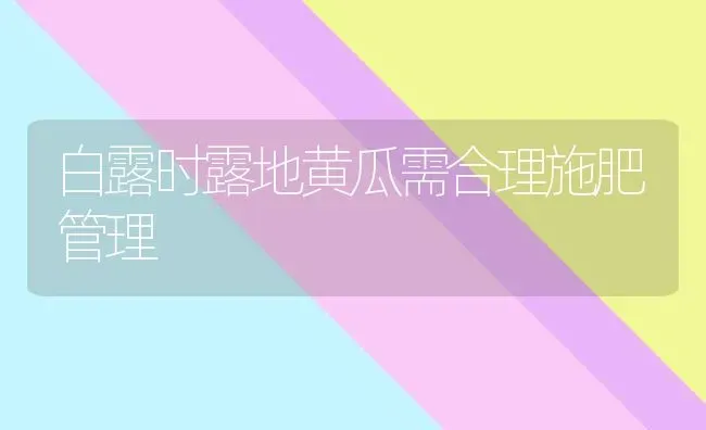 白露时露地黄瓜需合理施肥管理 | 种植肥料施肥