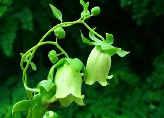 种植管理|党参的生长周期是多长时间