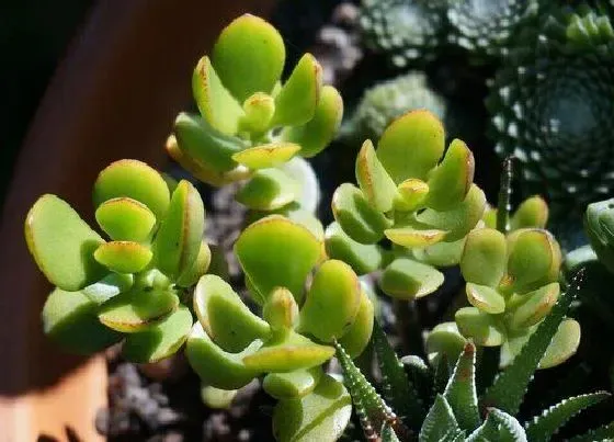 冬天植物|玉树耐寒吗