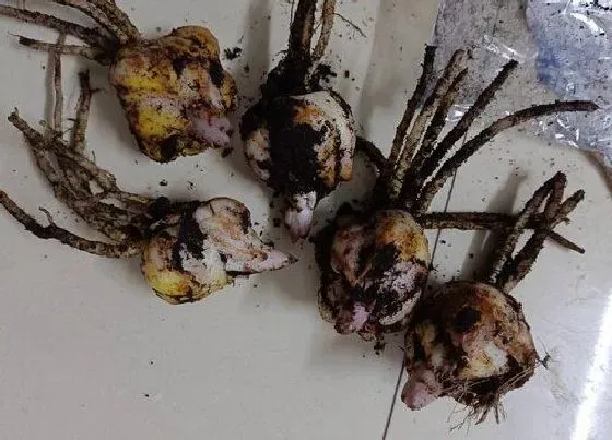 食用须知|百合花种子怎么吃法