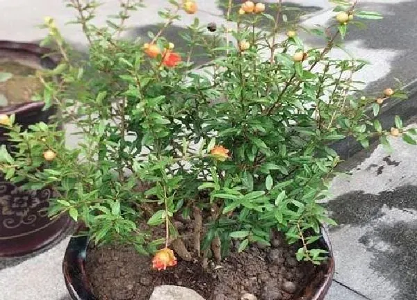 植物换土|石榴换土时间和方法