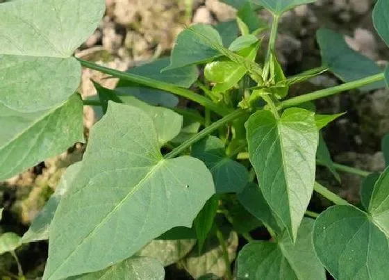 植物施肥|红薯什么时候追肥合适