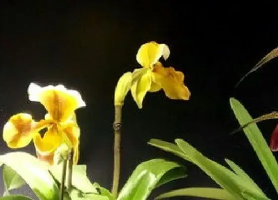 花期|兜兰花期多久时间