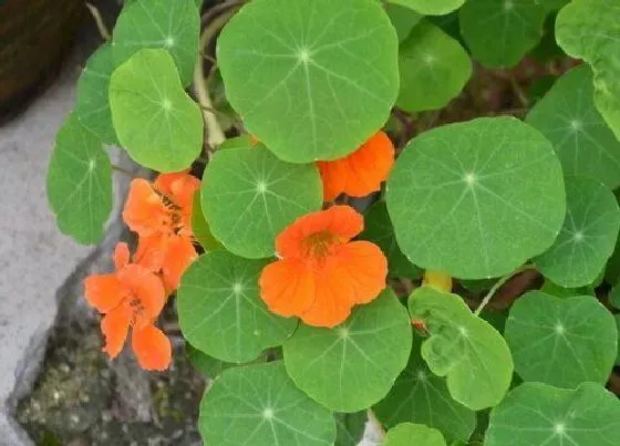 种植土壤|旱金莲配土方法与种植土壤