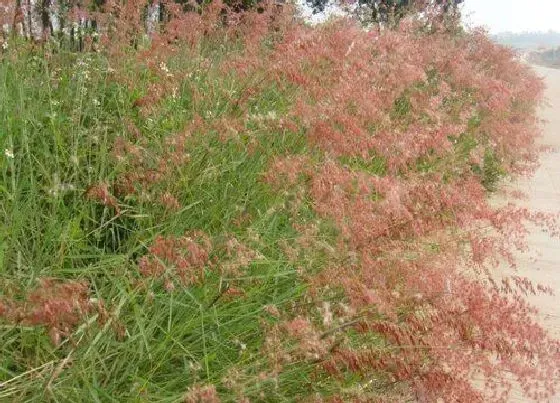 植物百科|红矛是什么植物类别