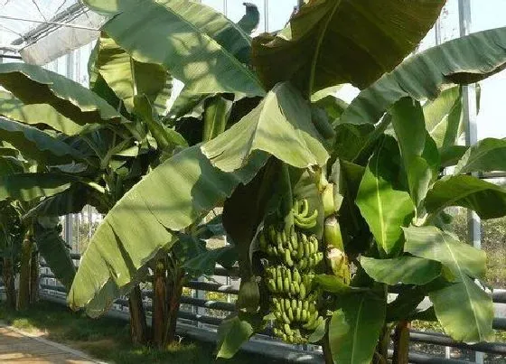 种植管理|香蕉树几月份种植合适