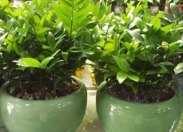 植物浇水|兴旺竹多久浇一次水