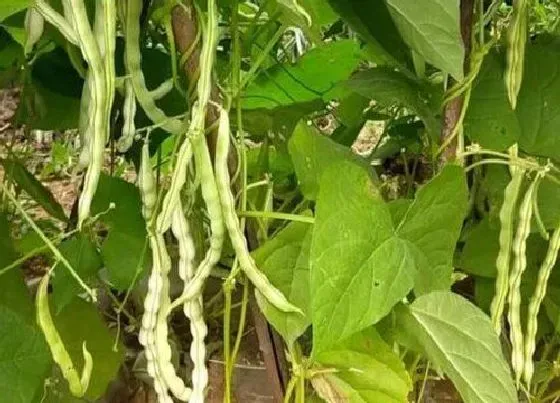 植物播种|秋豆什么时候播种合适