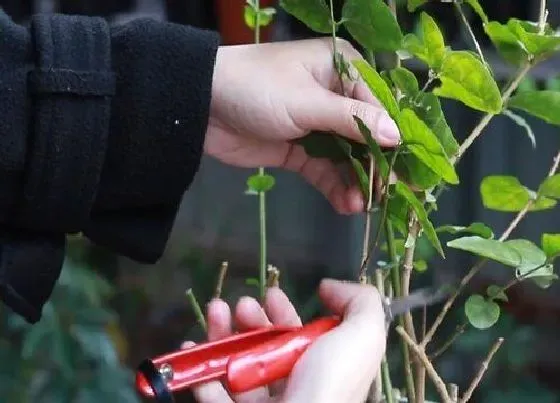 植物修剪|茉莉球怎么修剪方法