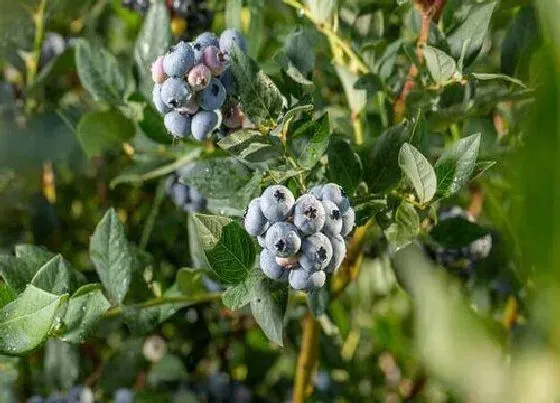 植物百科|蓝莓长在树上还是地上 长什么样子（图片）