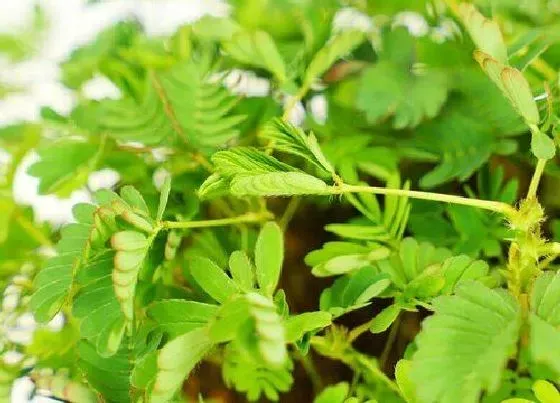 植物繁殖|含羞草怎么繁殖方法和注意事项