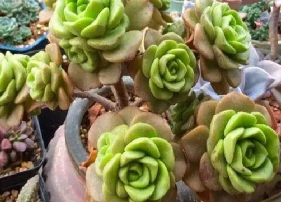 植物繁殖|百合莉莉怎么繁殖方法和注意事项