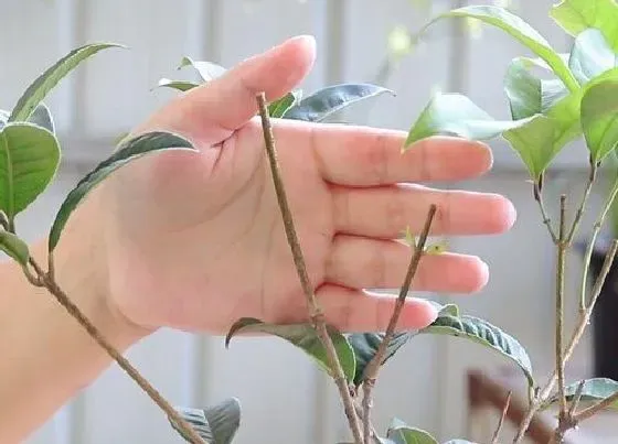 植物修剪|四季桂花什么时候剪枝最好