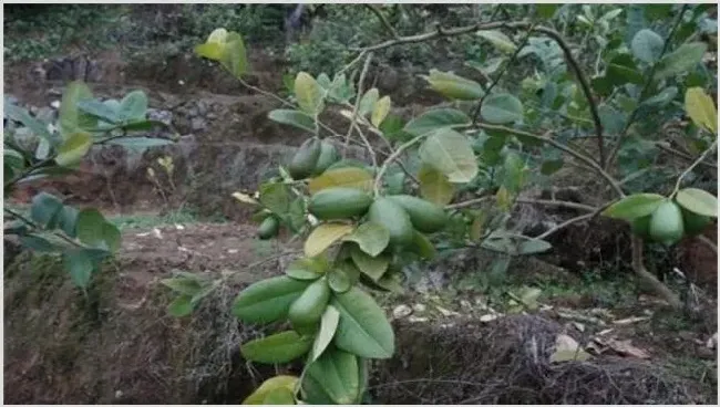 香水柠檬种植注意事项 | 种植技术