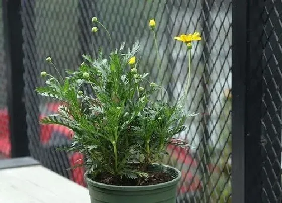 植物百科|黄金菊是一年生还是多年生