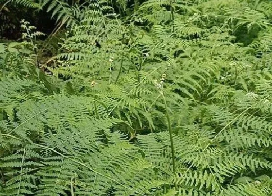 植物百科|蕨菜生长在什么地方