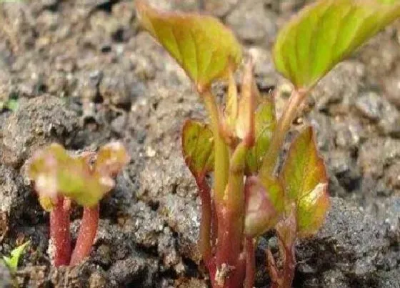 种植管理|紫薯发芽了怎么栽种 紫薯发芽了怎么种盆栽