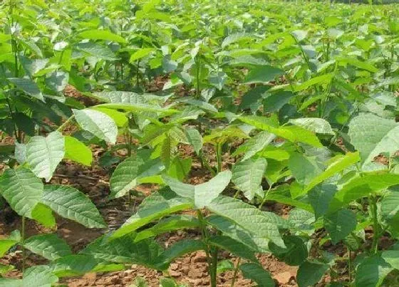 植物百科|核桃开花吗 什么时候开花结果