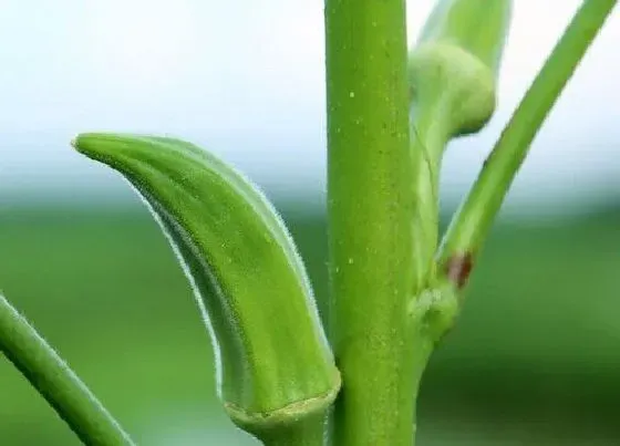 植物种类|茄果类蔬菜有哪些 常见的5种茄果类蔬菜