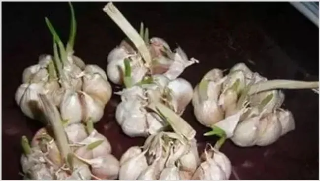 大蒜空心原因 是什么？预防措施介绍 | 植物病害