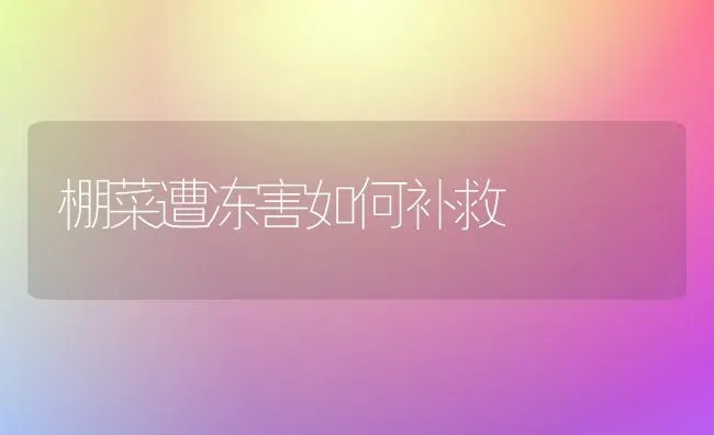 棚菜遭冻害如何补救 | 蔬菜种植