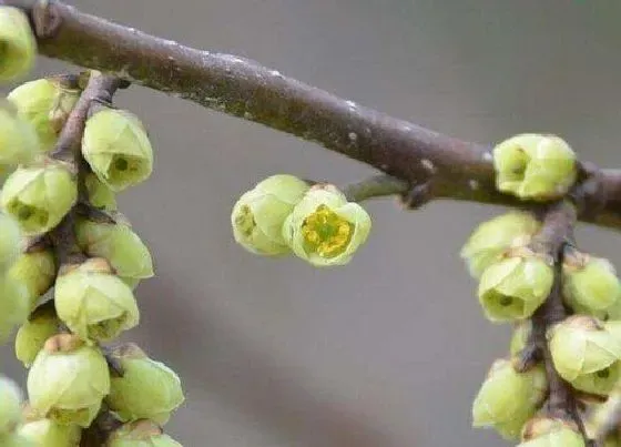 植物种类|旌节花是被子植物吗