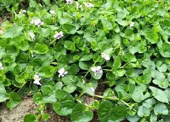 绿植|庭院阴面适合种什么植物 适合背阴地方栽种的植物