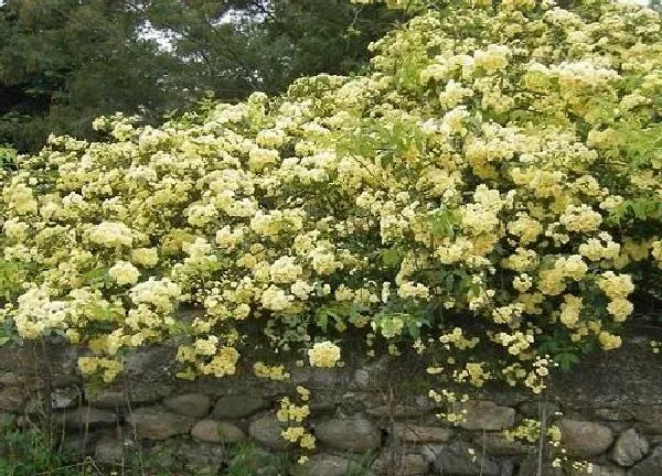 养殖科普|木香花为什么不能种在家里 家里种木香花好不好