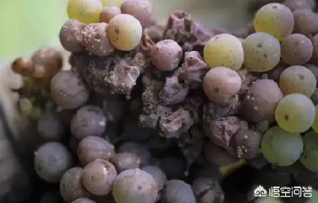 植物病害|葡萄灰霉病防治用什么药最好（打什么药治疗效果最好）