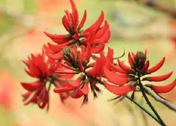 花期|刺桐花期是什么时候