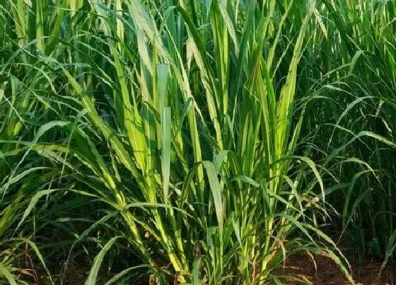 植物种类|多年生牧草品种简介及图片（适合北方种植的耐寒高产牧草）