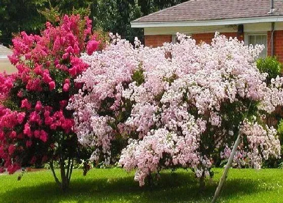 花卉百科|泰安的市花是什么花 紫薇花的象征意义