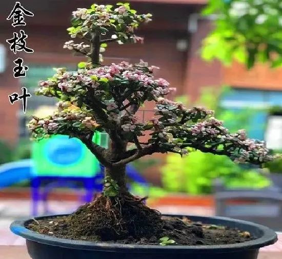 植物百科|金枝玉叶开花吗 花期长的什么样子