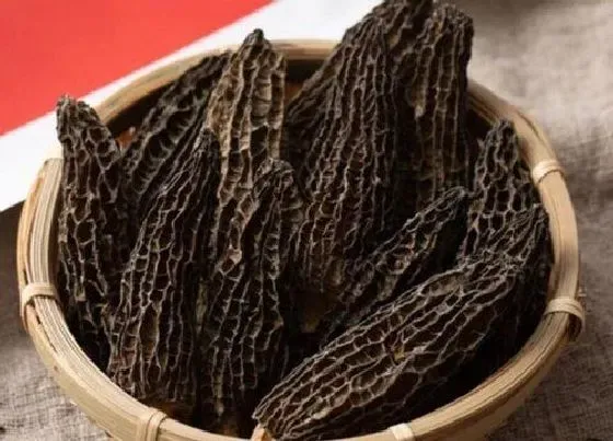 生长环境|羊肚菌生长环境条件及特点