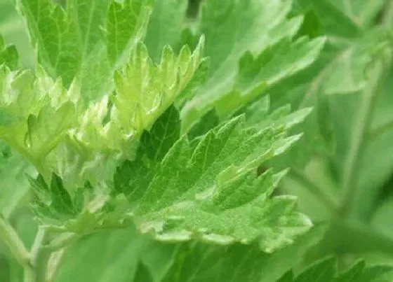 植物百科|地蕲草生长在什么地方