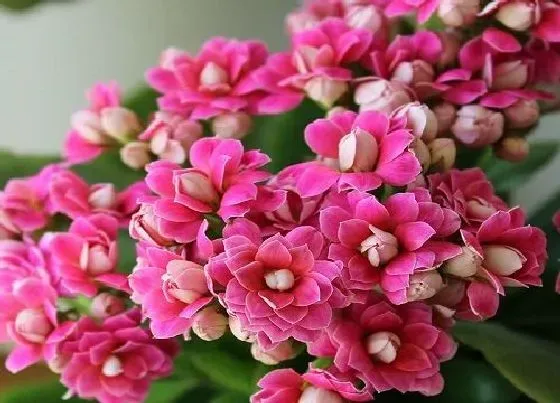 花朵诊疗|长寿花促花方法与催花技巧
