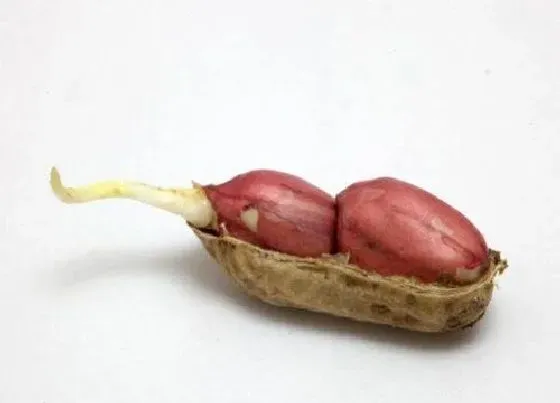 食用常识|花生豆发芽了可以吃吗